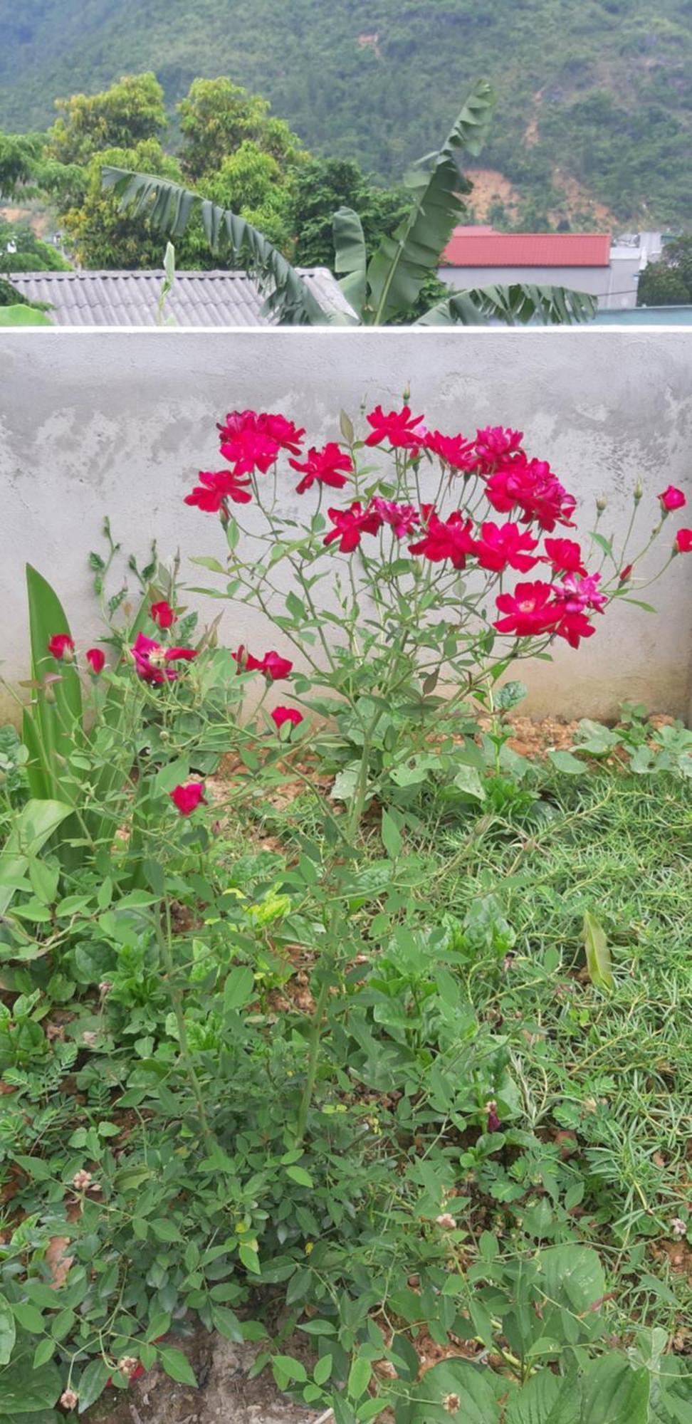 Milk Milk Homestay Yen Minh Habitación foto